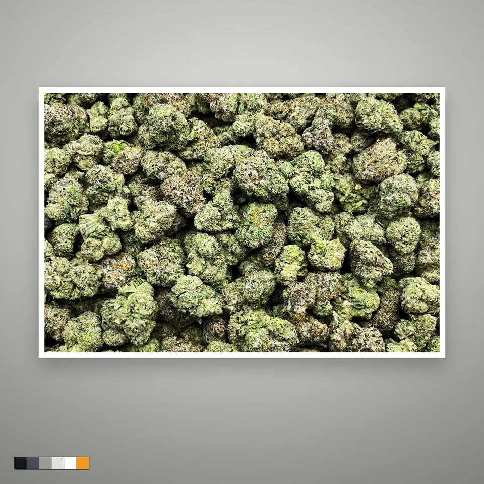 Archive Runtz THCA flower, indoor, the lot as it grades, print on a grey card, lot 3