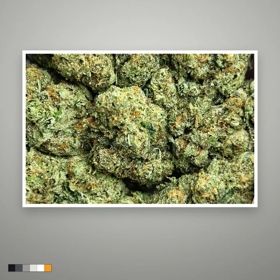 Astro Candy THCA flower, greenhouse, the lot as it grades, print on a grey card
