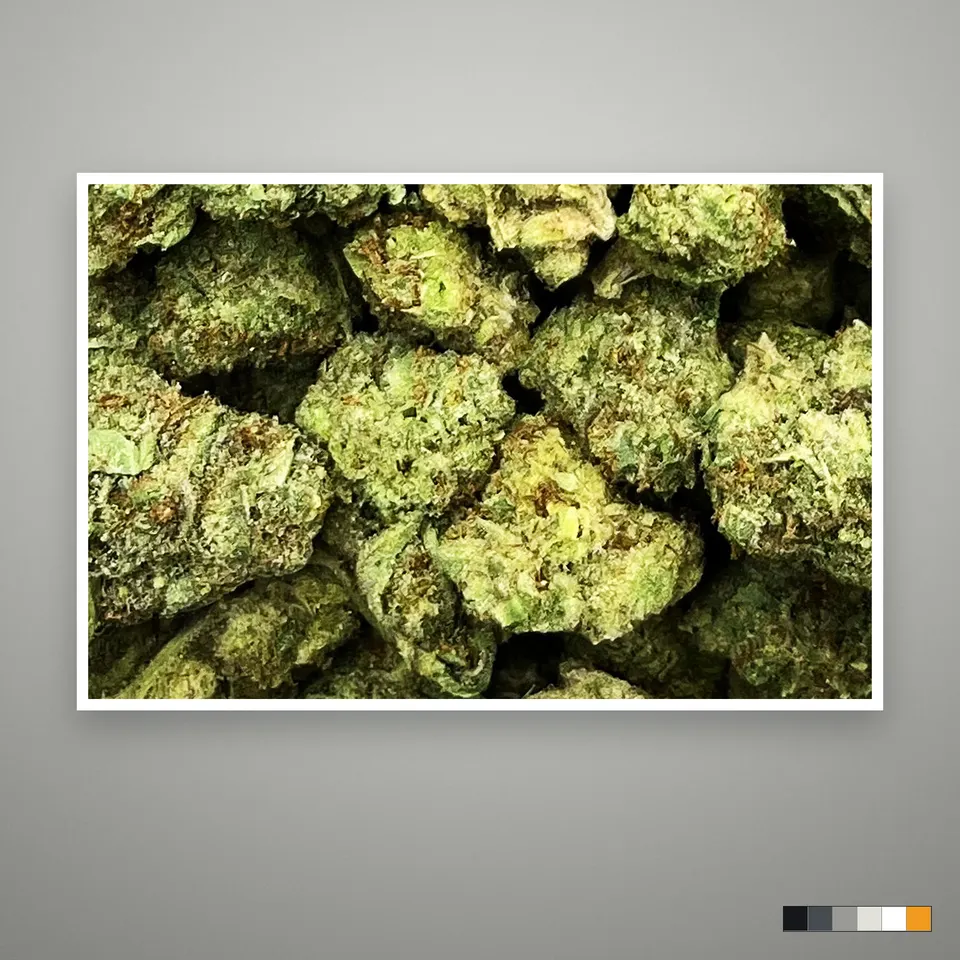 Biscotti Cream THCA flower, greenhouse, the lot as it grades, print on a grey card