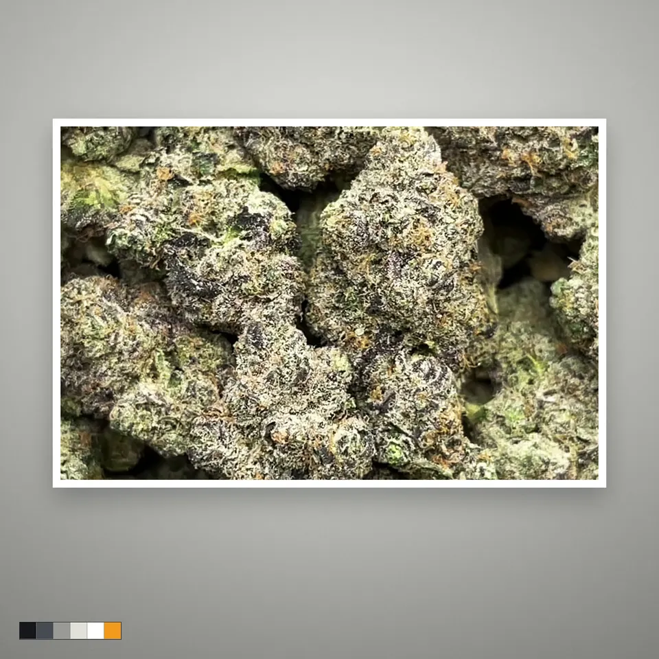 Black Magic THCA flower, greenhouse, the lot as it grades, print on a grey card