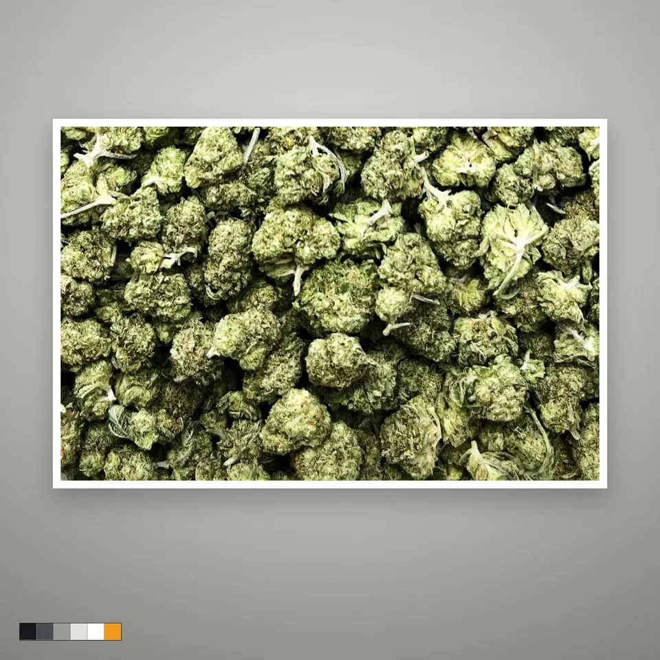 Blue Dream THCA flower, light-dep, the lot as it grades, print on a grey card