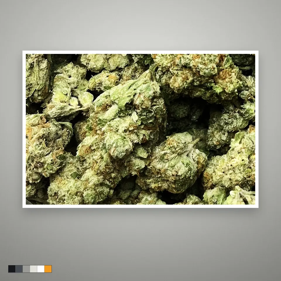 Bubble Bath THCA flower, greenhouse, the lot as it grades, print on a grey card
