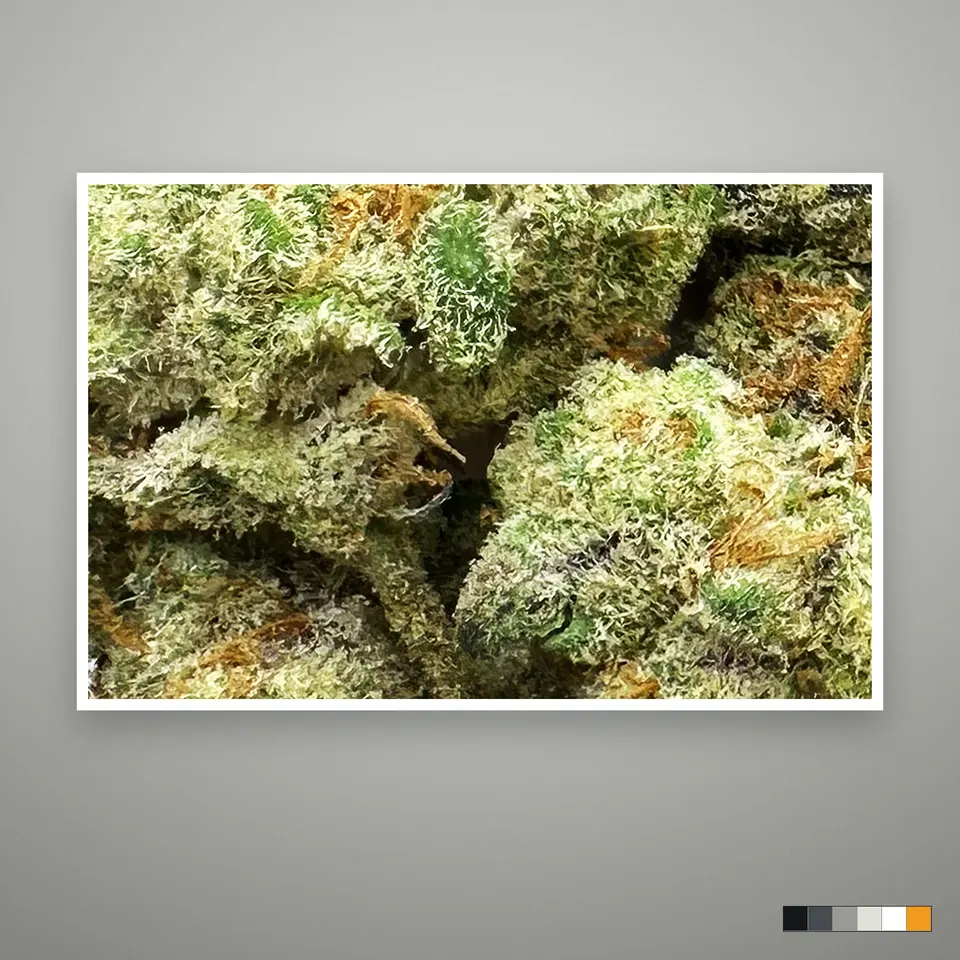 Cherry Cream Float THCA flower, indoor, the lot as it grades, print on a grey card