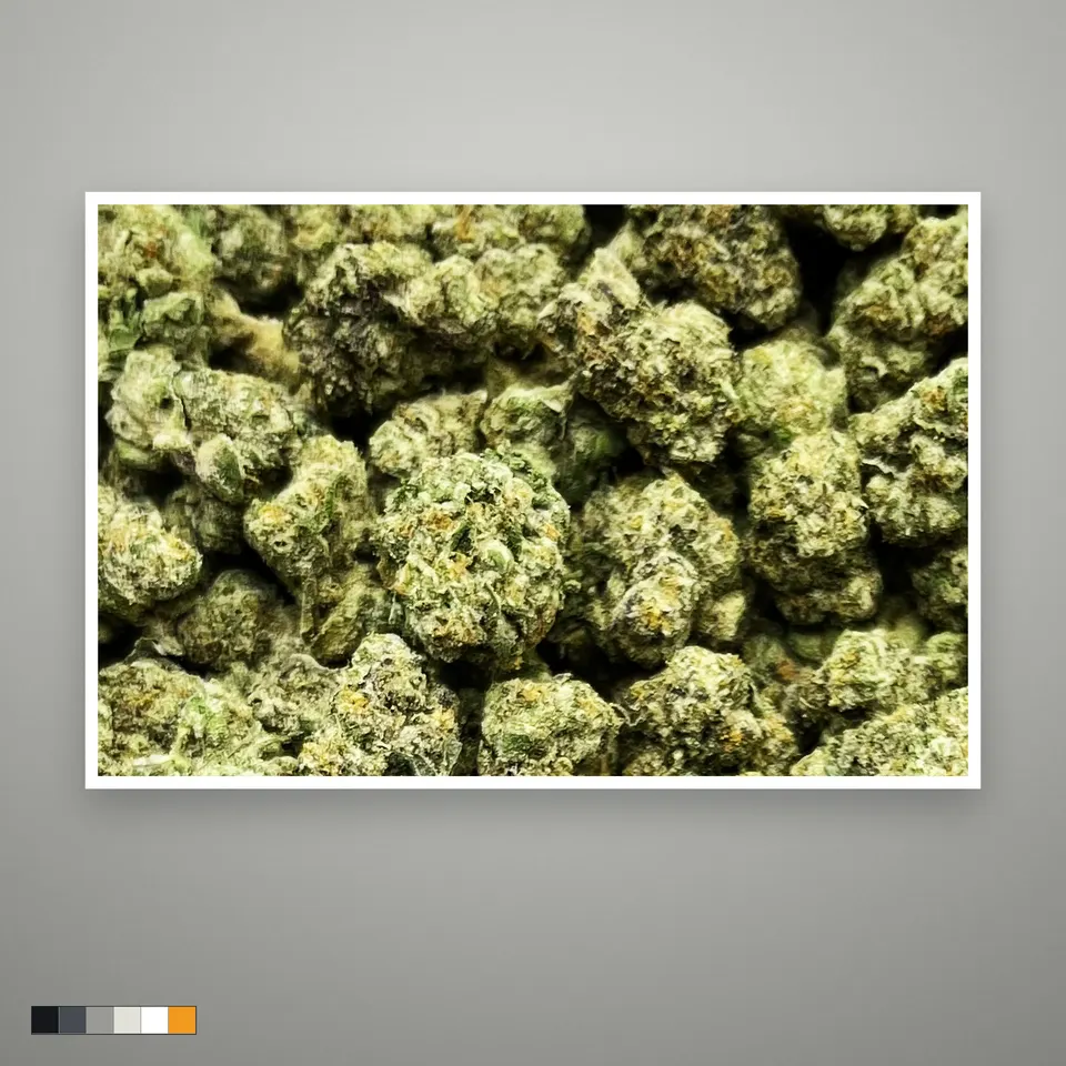 Cream Smoothie THCA flower, indoor, the lot as it grades, print on a grey card, lot 1
