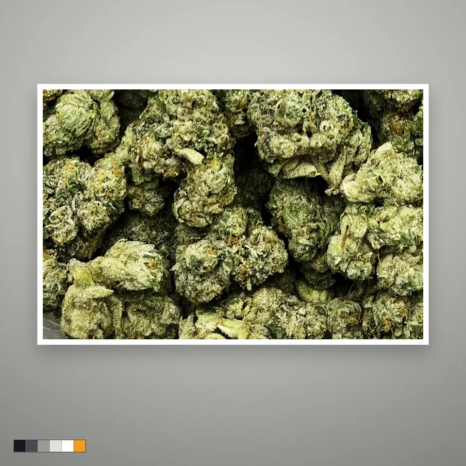 Cream Smoothie THCA flower, indoor, the lot as it grades, print on a grey card, lot 2