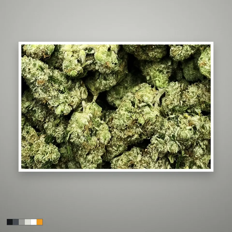Donny Burger #5 THCA flower, greenhouse, the lot as it grades, print on a grey card