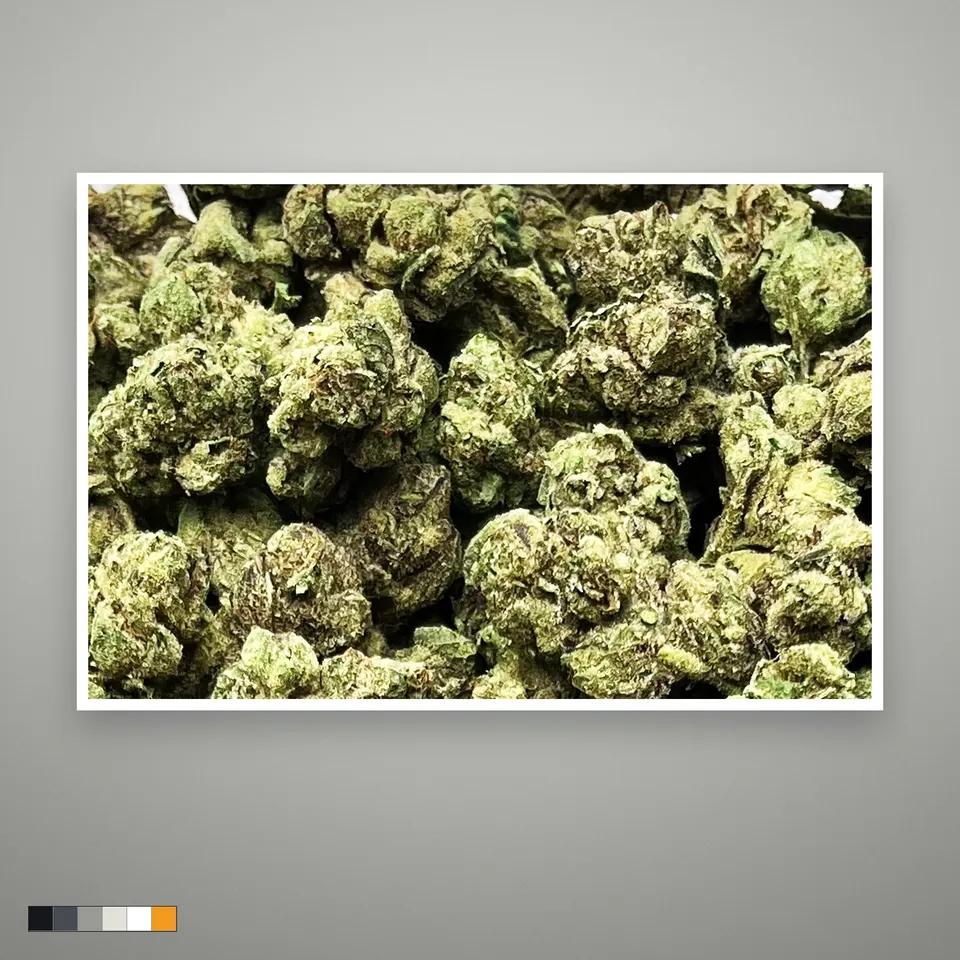 Gelato 33 THCA flower, greenhouse, the lot as it grades, print on a grey card