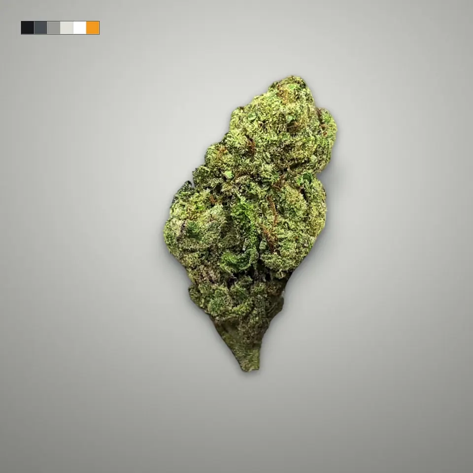 Gelato 33 THCA flower, greenhouse, on a grey card