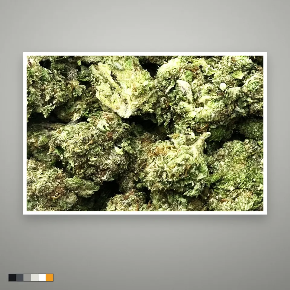 Gelato 41 THCA flower, light-dep, the lot as it grades, print on a grey card