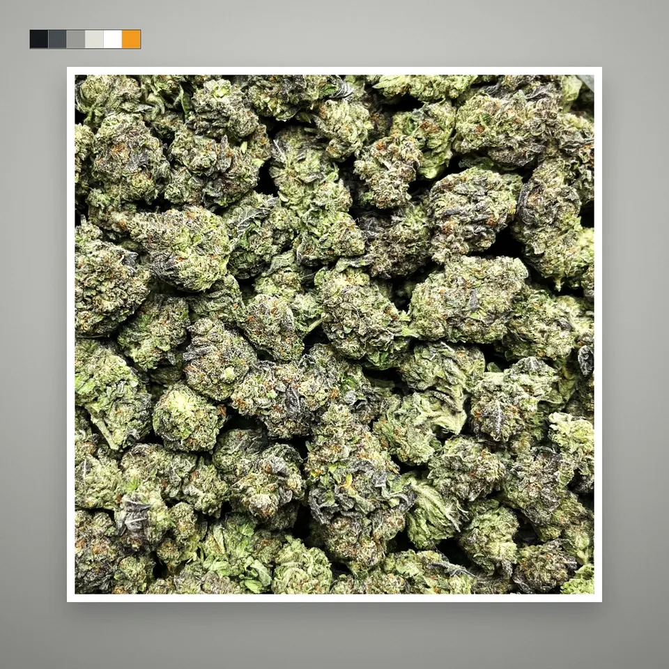 Gelato 45 THCA flower, greenhouse, on a grey card
