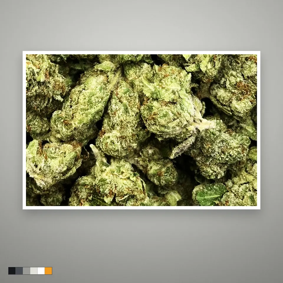 Gelonade THCA flower, greenhouse, the lot as it grades, print on a grey card