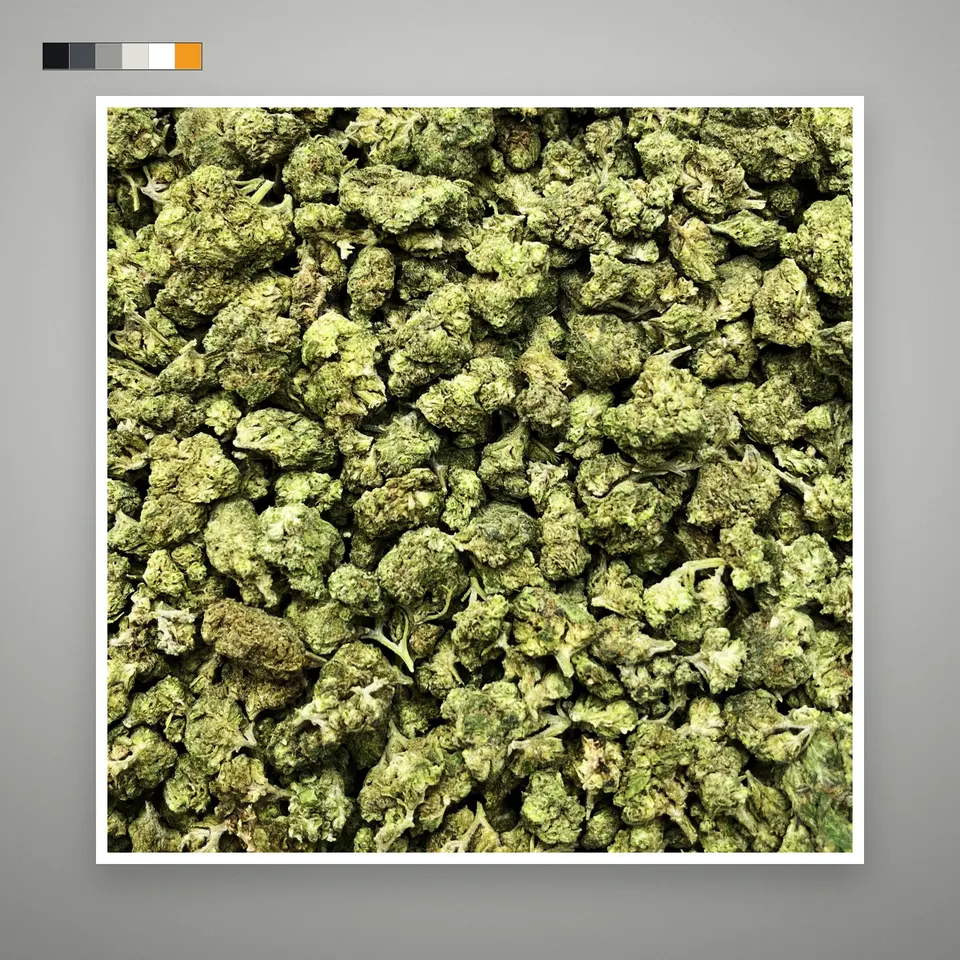 Grease Monkey THCA flower, greenhouse, on a grey card