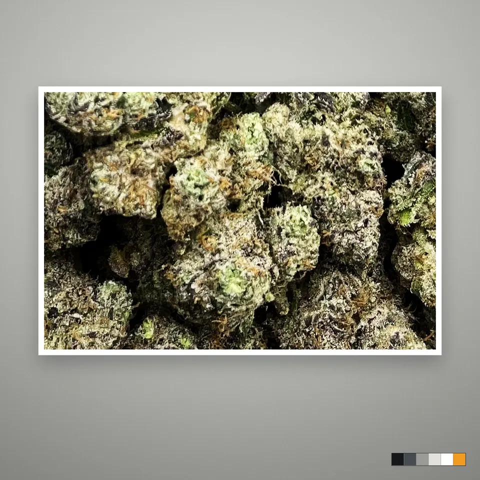 Gumbo THCA flower, indoor, the lot as it grades, print on a grey card
