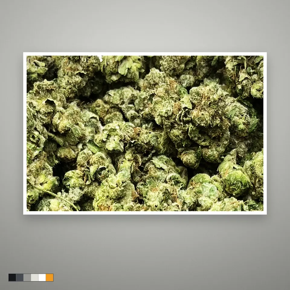 Kandy Kush THCA flower, greenhouse, the lot as it grades, print on a grey card