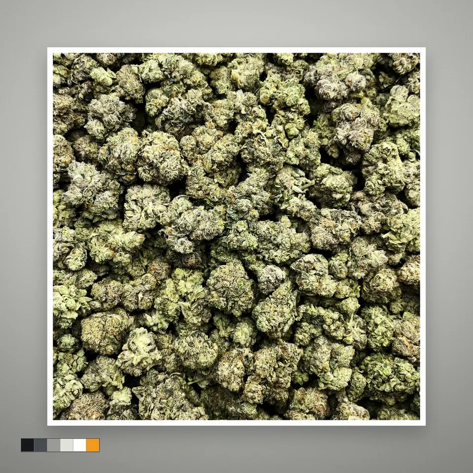 LA Push Pop THCA flower, indoor, on a grey card