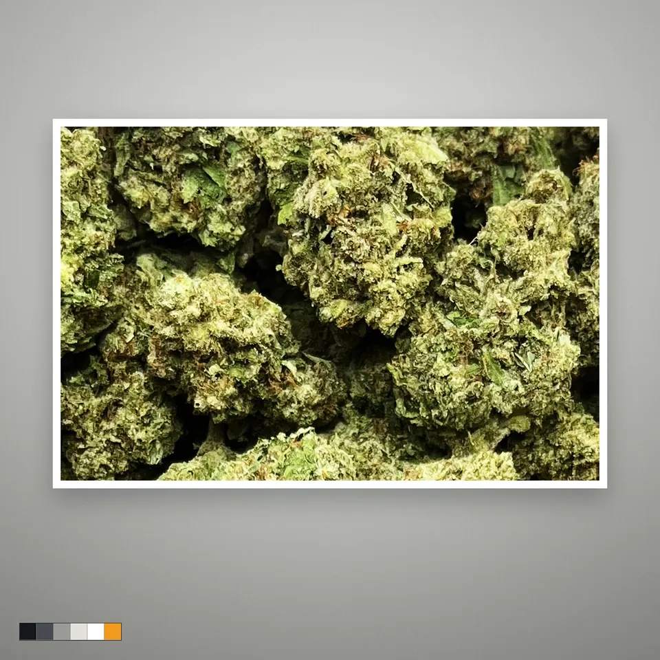 Lemon Kush THCA flower, indoor, the lot as it grades, print on a grey card