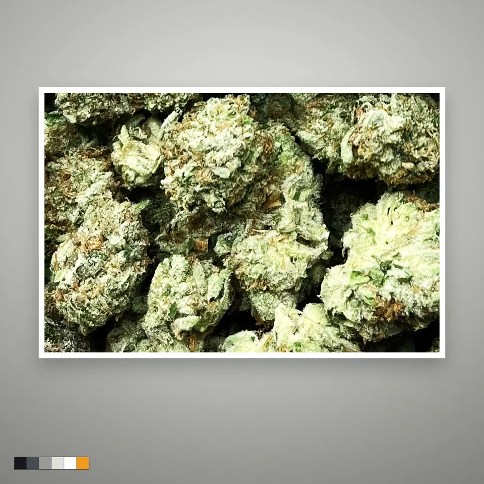 Lemon Mintz THCA flower, indoor, the lot as it grades, print on a grey card