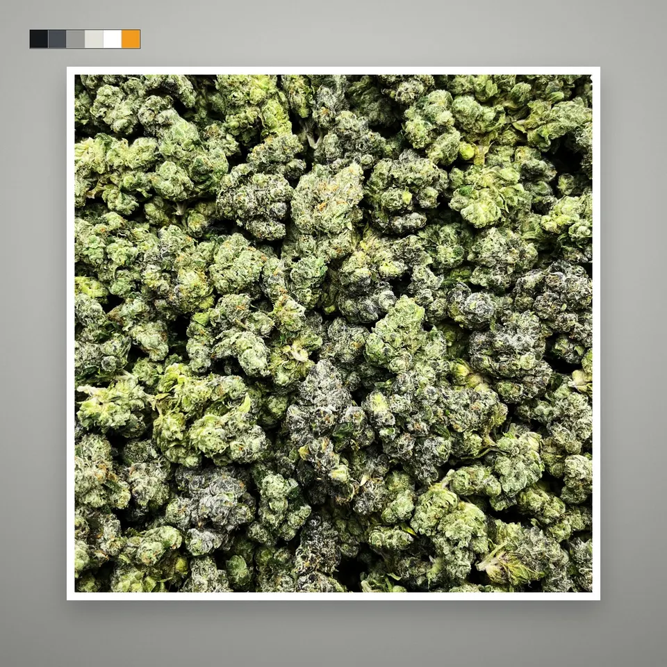 MOB THCA flower, indoor, on a grey card