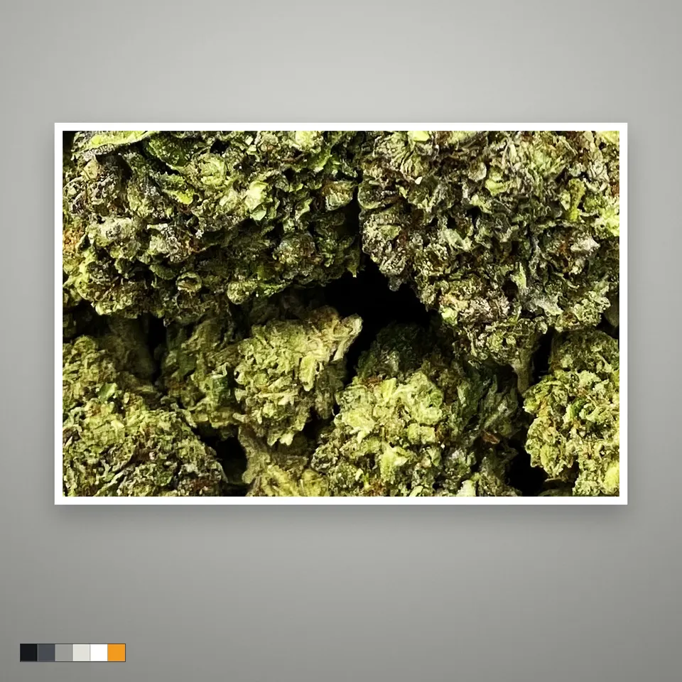Modified Sunset THCA flower, light-dep, the lot as it grades, print on a grey card