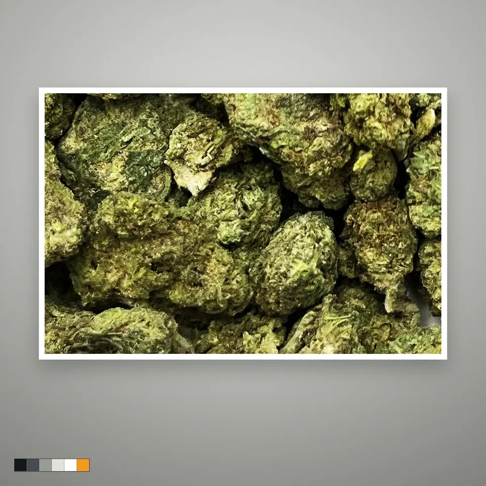 Motor Head THCA flower, greenhouse, the lot as it grades, print on a grey card