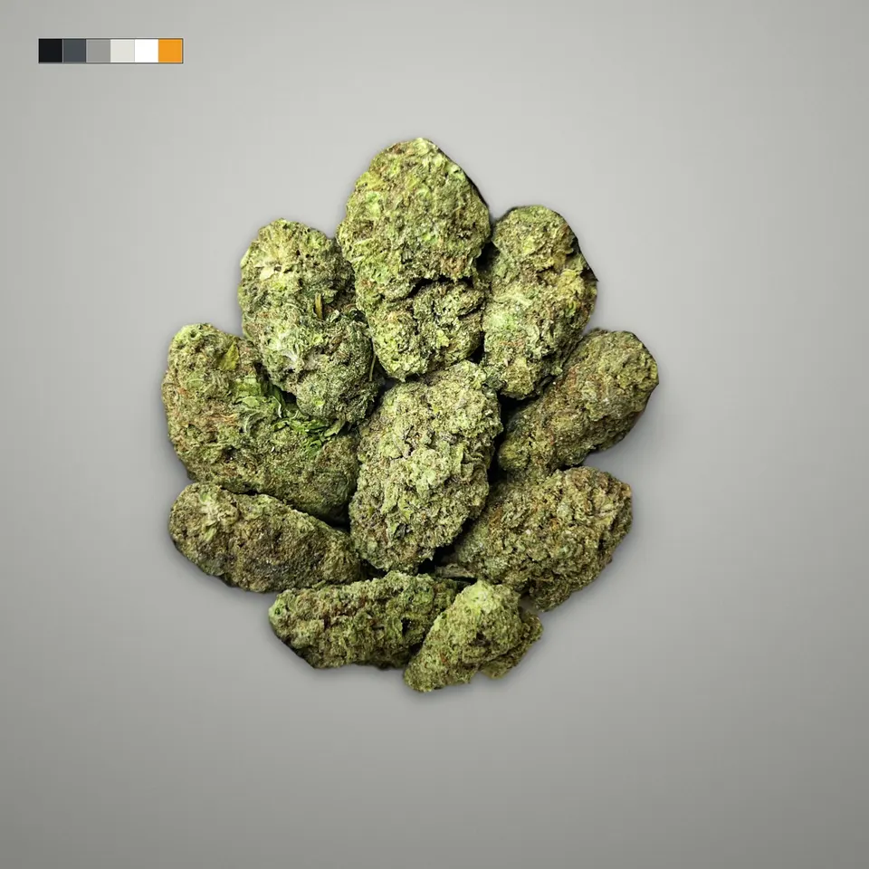 Motor Head THCA flower, greenhouse, on a grey card