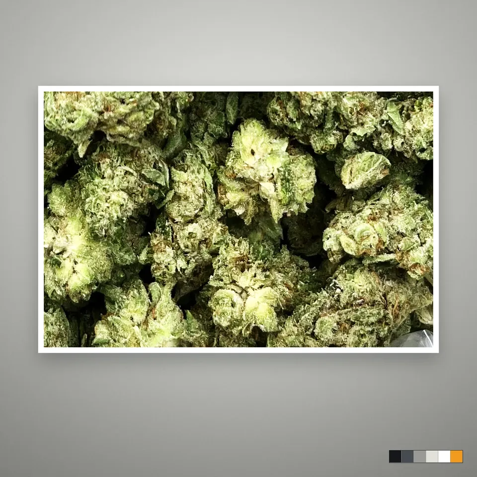 Original Glue THCA flower, indoor, the lot as it grades, print on a grey card