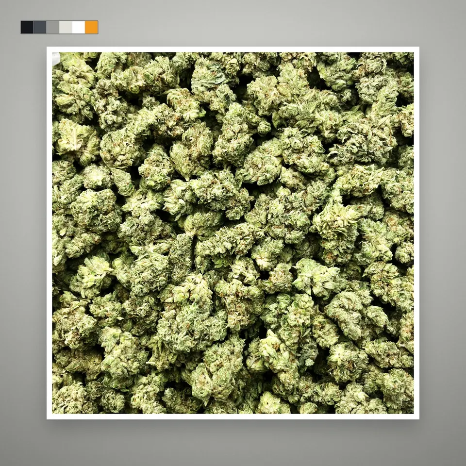 Original Glue THCA flower, indoor, on a grey card