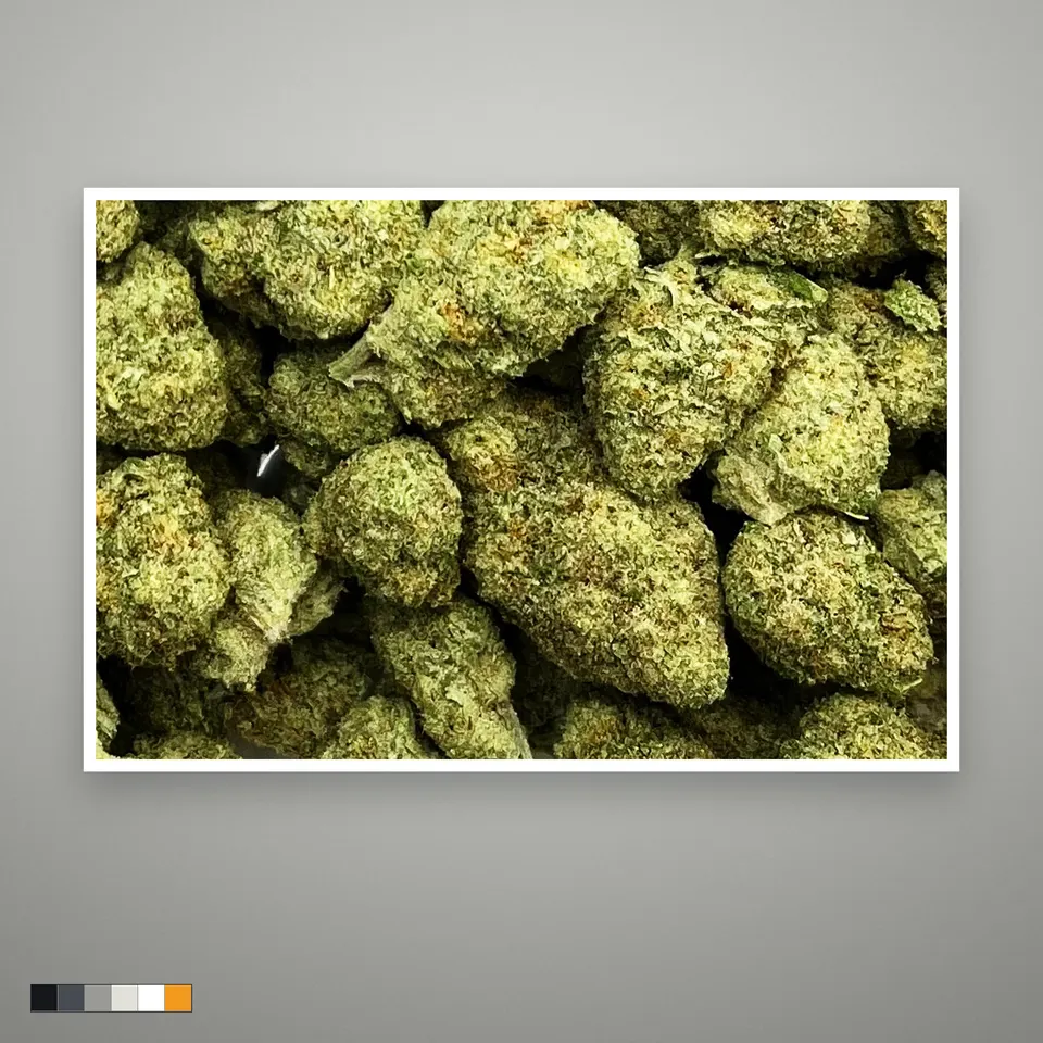 Papaya Punch THCA flower, greenhouse, the lot as it grades, print on a grey card, lot 2