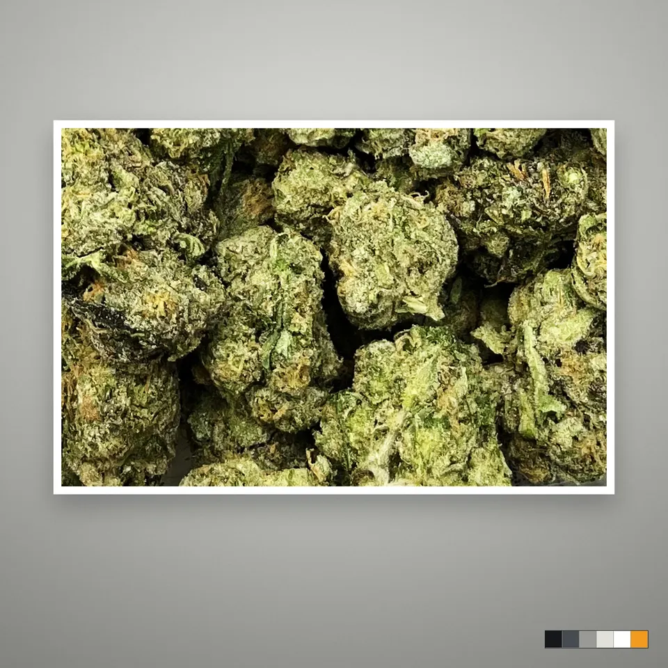 Pheno Hunt THCA flower, indoor, the lot as it grades, print on a grey card