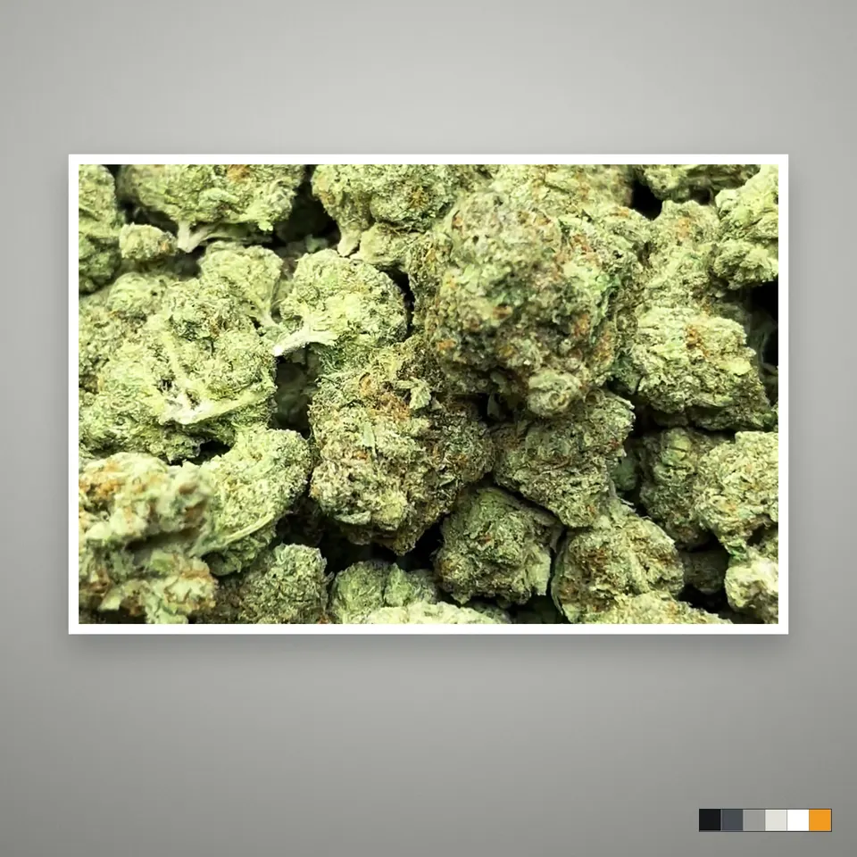 Pineapple Express THCA flower, indoor, the lot as it grades, print on a grey card, lot 2