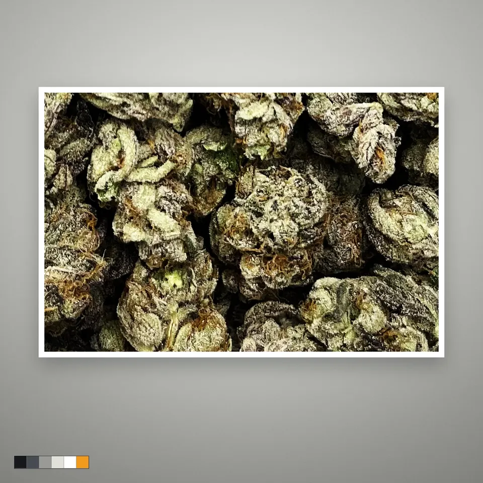 Pink Runtz THCA flower, indoor, the lot as it grades, print on a grey card, lot 1