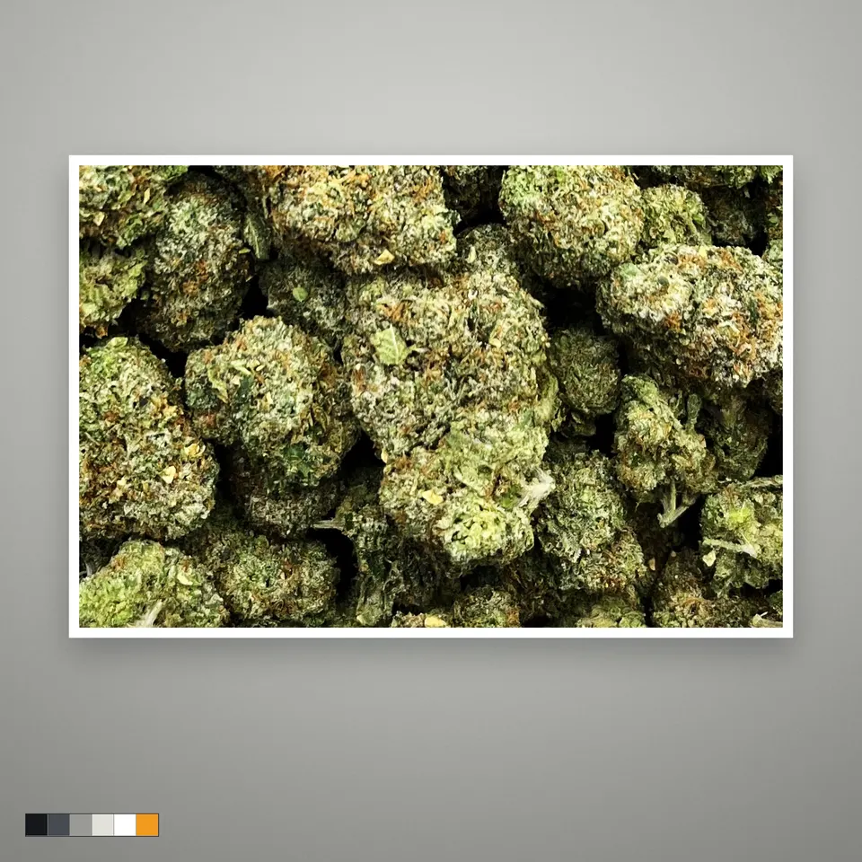 Pink Runtz THCA flower, indoor, the lot as it grades, print on a grey card, lot 2