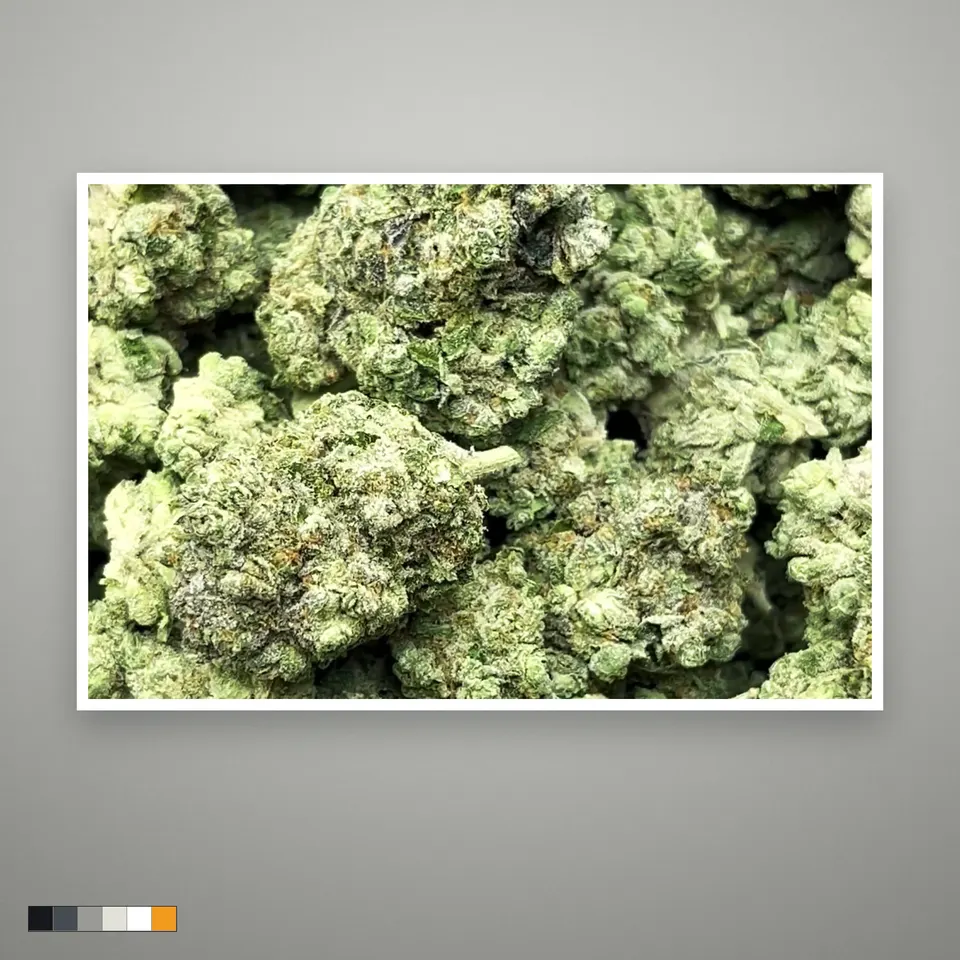 Platinum Lemon Gelato THCA flower, indoor, the lot as it grades, print on a grey card