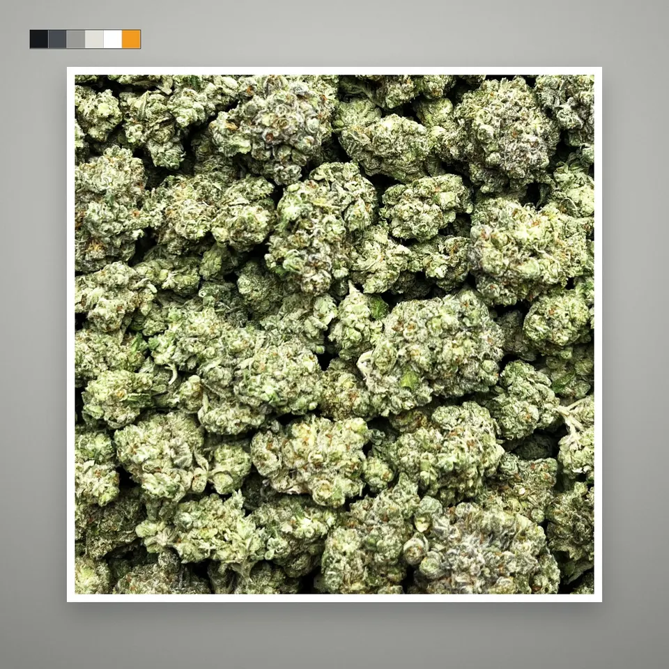 Platinum Lemon Gelato THCA flower, indoor, on a grey card