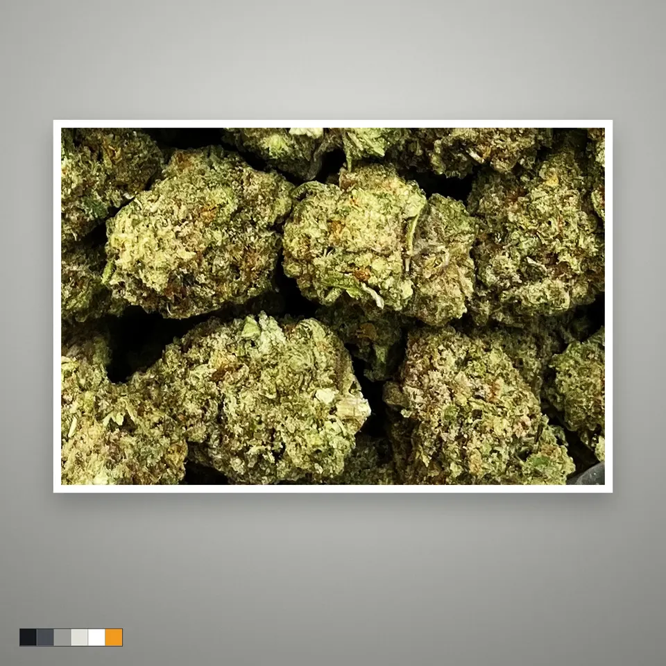 Punch Breath THCA flower, greenhouse, the lot as it grades, print on a grey card