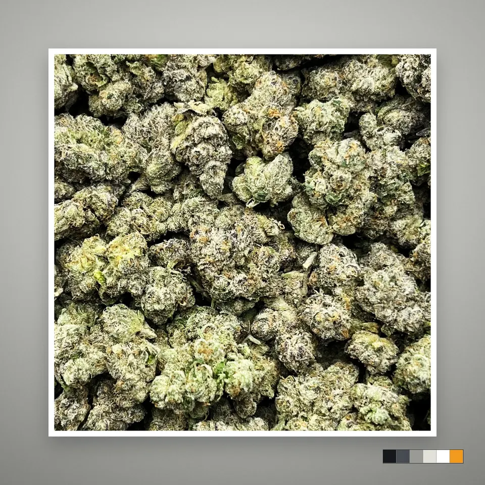 Purple Bandz THCA flower, indoor, on a grey card