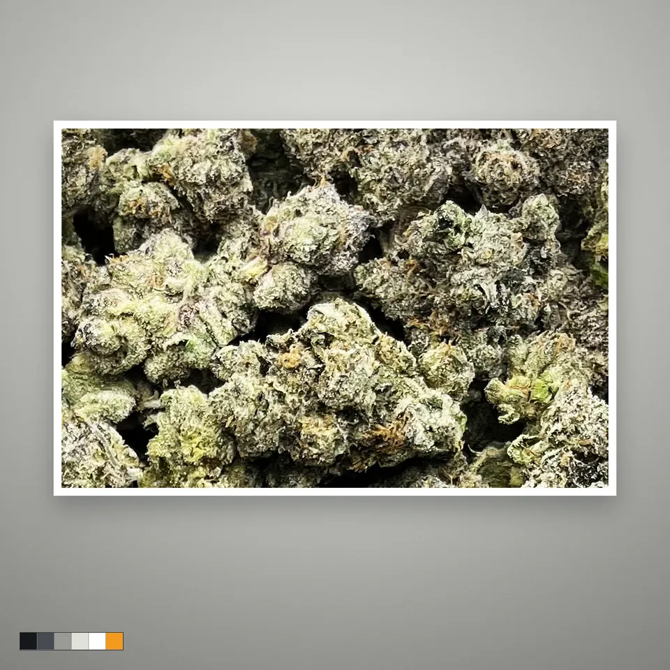 Purple Bandz THCA flower, indoor, the lot as it grades, print on a grey card