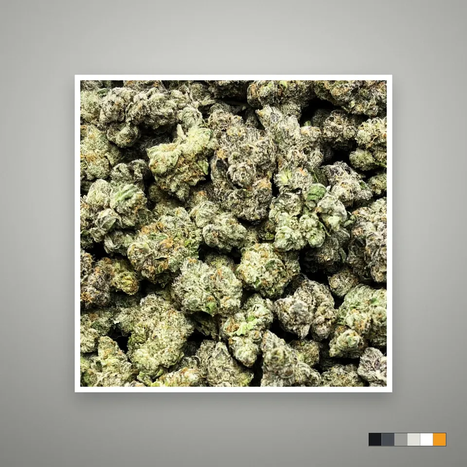Purple Society THCA flower, indoor, on a grey card