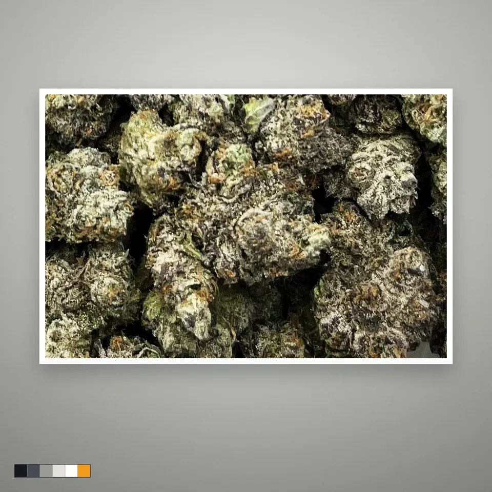 Purple Walk THCA flower, indoor, the lot as it grades, print on a grey card