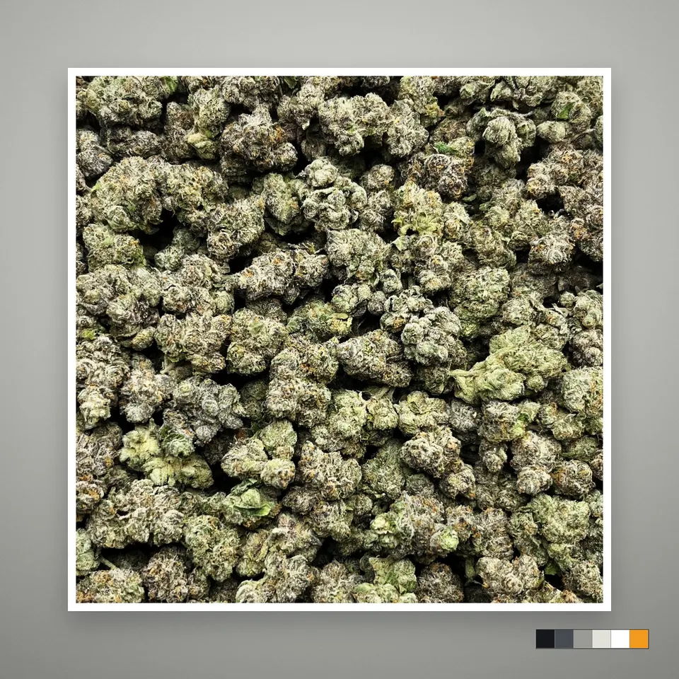 Purple Walk THCA flower, indoor, on a grey card