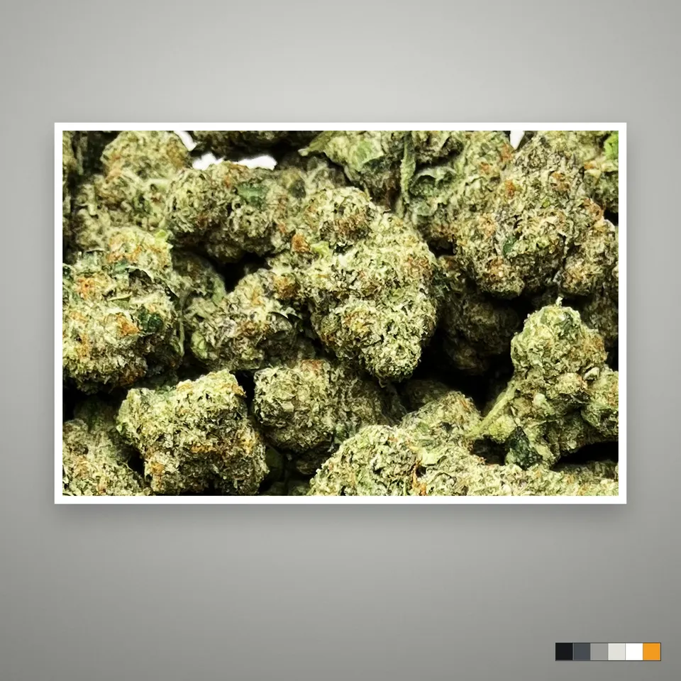 Rocket Pops THCA flower, greenhouse, the lot as it grades, print on a grey card