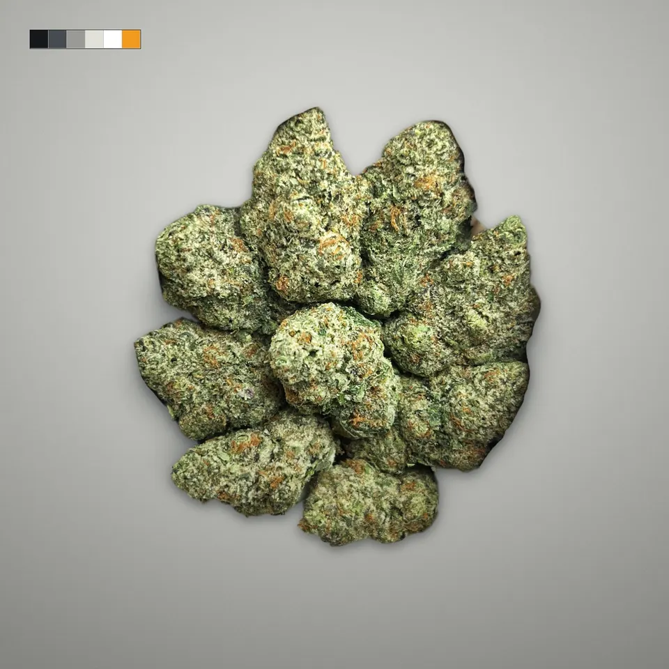 Rocket Pops THCA flower, greenhouse, on a grey card