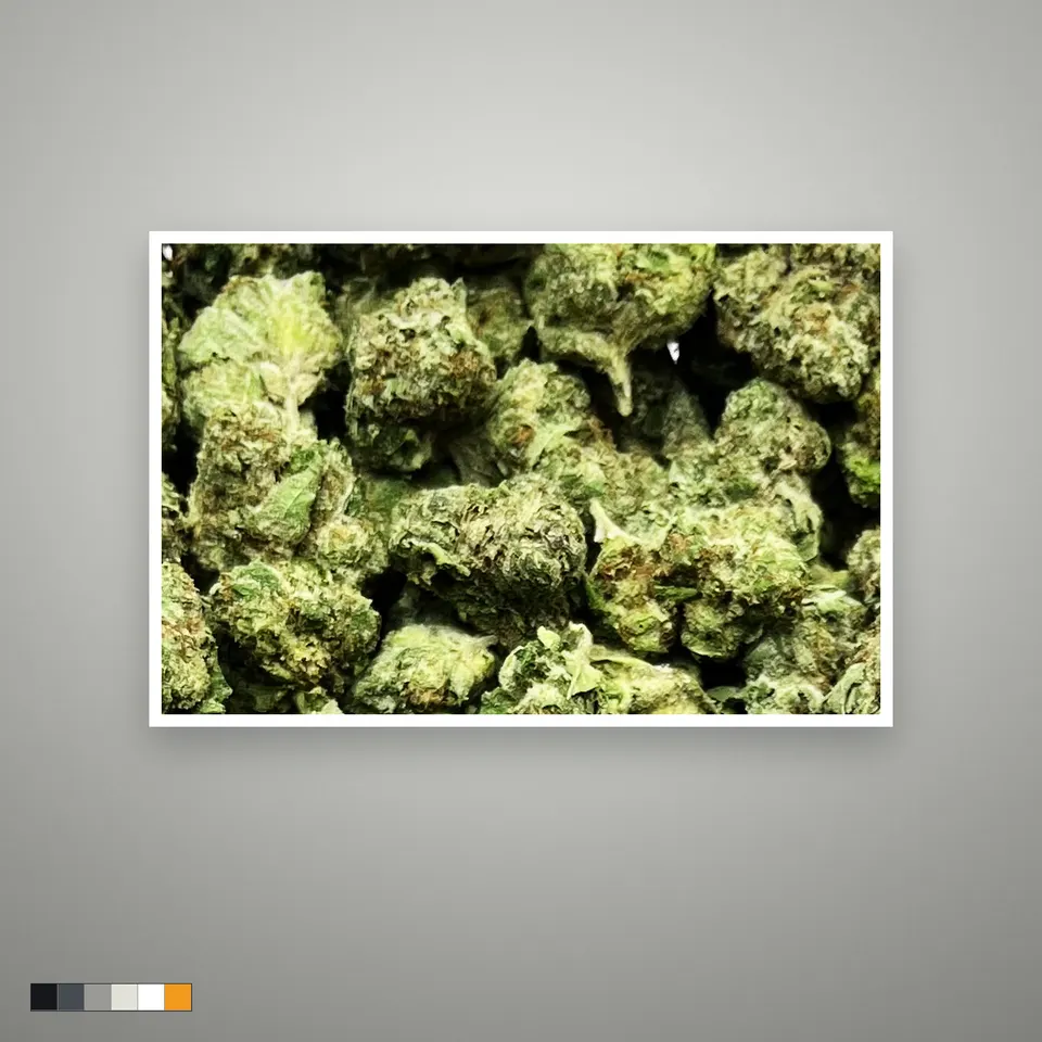Sherpa 369 THCA flower, greenhouse, the lot as it grades, print on a grey card