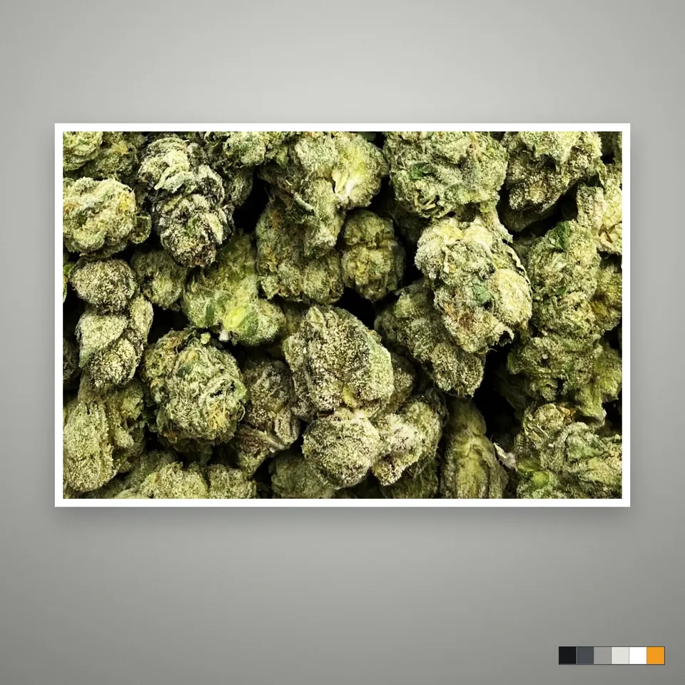 Sin Mintz THCA flower, indoor, the lot as it grades, print on a grey card