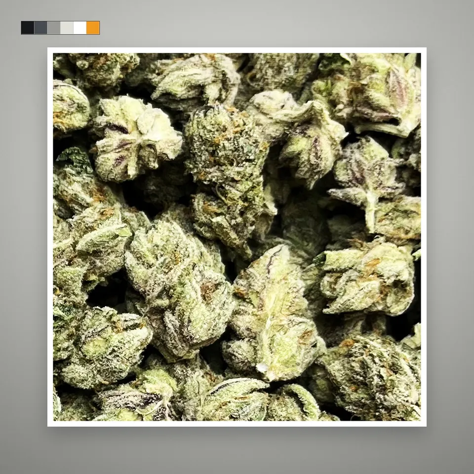 Skittlez THCA flower, indoor, on a grey card