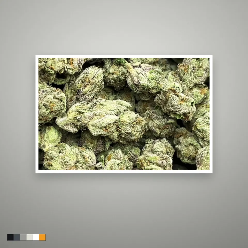Skittlez THCA flower, indoor, the lot as it grades, print on a grey card