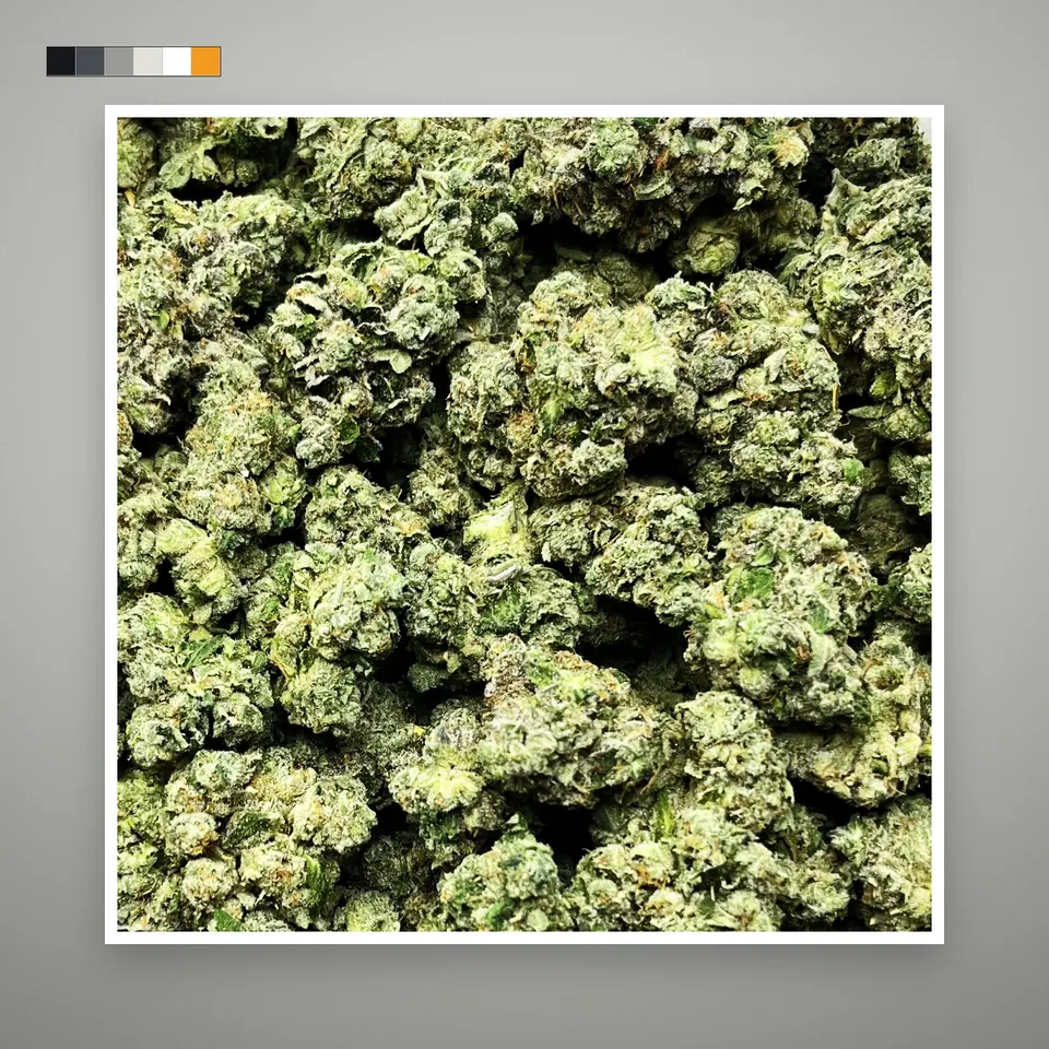 Toad Venom THCA flower, indoor, on a grey card