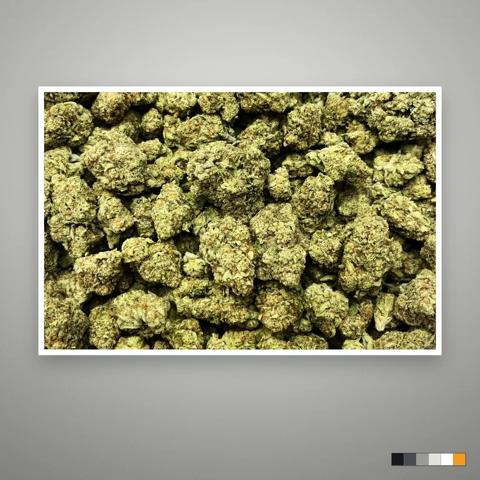 Tropicana THCA flower, greenhouse, the lot as it grades, print on a grey card