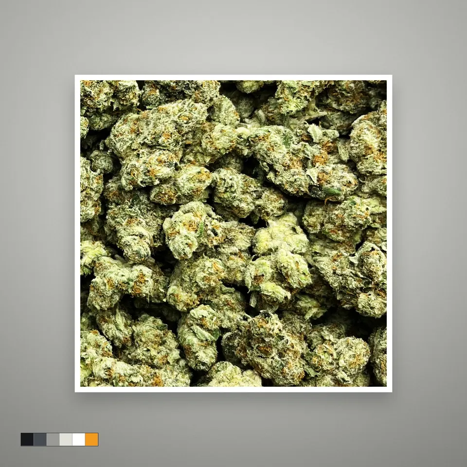 White Runtz THCA flower, indoor, on a grey card