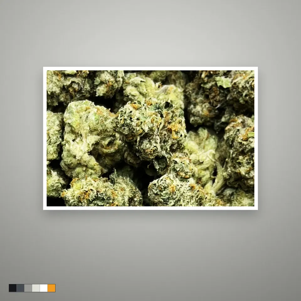White Runtz THCA flower, indoor, the lot as it grades, print on a grey card
